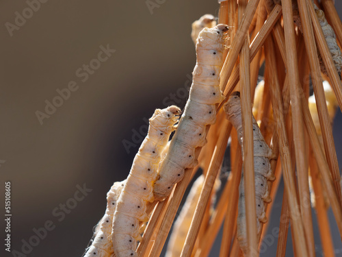 Fotografie Close up of mature silk worms on twig, waiting to cocoon, body looks transparent in sun light backlit