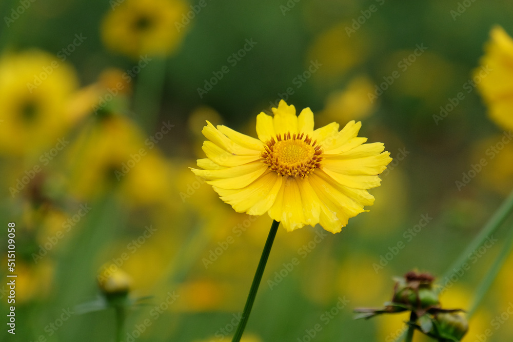 Closeup of yellow Cosmos flower on blurred green background under sunlight with copy space using as background natural flora landscape, ecology cover page concept. Closeup of yellow Cosmos flower on blurred green background under sunlight with copy space using as background natural flora landscape, ecology cover page concept.