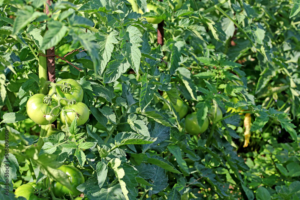 Fototapeta premium Green tomatoes on their branch. Eco food concept