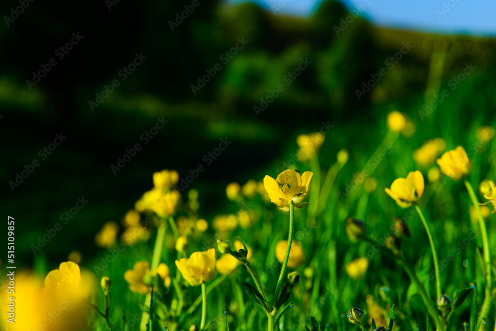 Obraz premium yellow flowers in the grass
