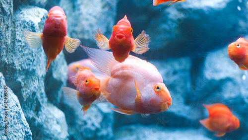 Fotografie Blood parrot cichlid (Amphilophus citrinellus x Paraneetroplus synspilus) white