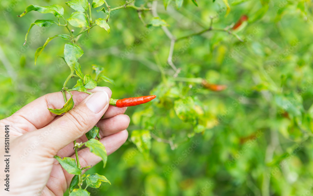 Female hand holding red chili with space on blurred chili garden background, organic vegetable farming in Thailand Female hand holding red chili with space on blurred chili garden background, organic vegetable farming in Thailand