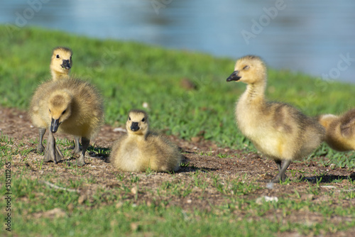 country goose family © Maryann