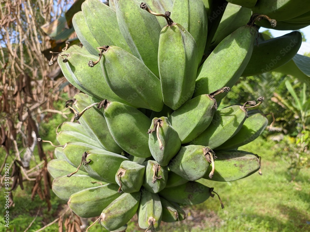 kepok banana (Musa acuminata × balbisiana) is on the tree kepok banana (Musa acuminata × balbisiana) is on the tree