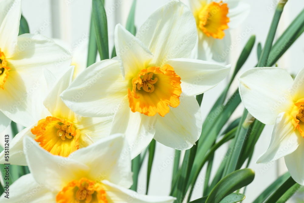 Daffolies in the spring Daffolies in the spring