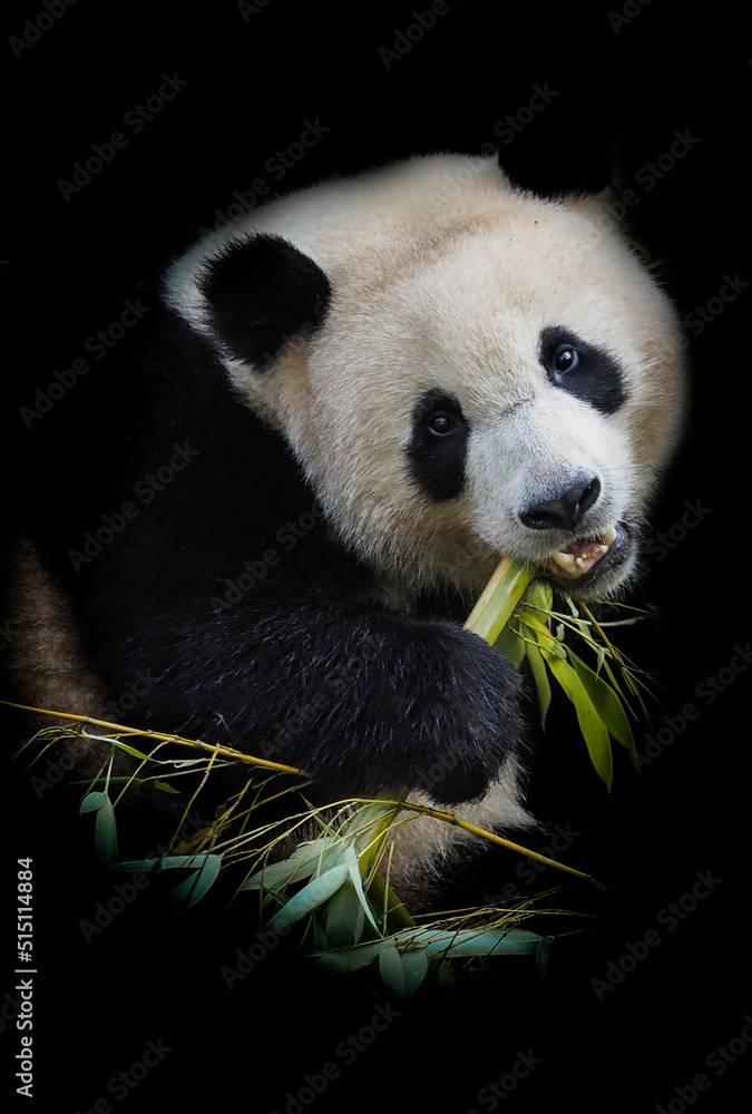 Obraz premium giant panda bear eating bamboo on black background