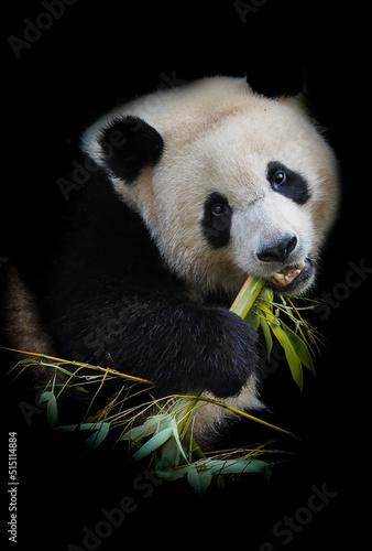 giant panda bear eating bamboo on black background © denisapro