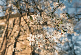 Fruit tree blossoms with bokeh and sunlight in the background. Concept of long awaited springtime coming after the winter