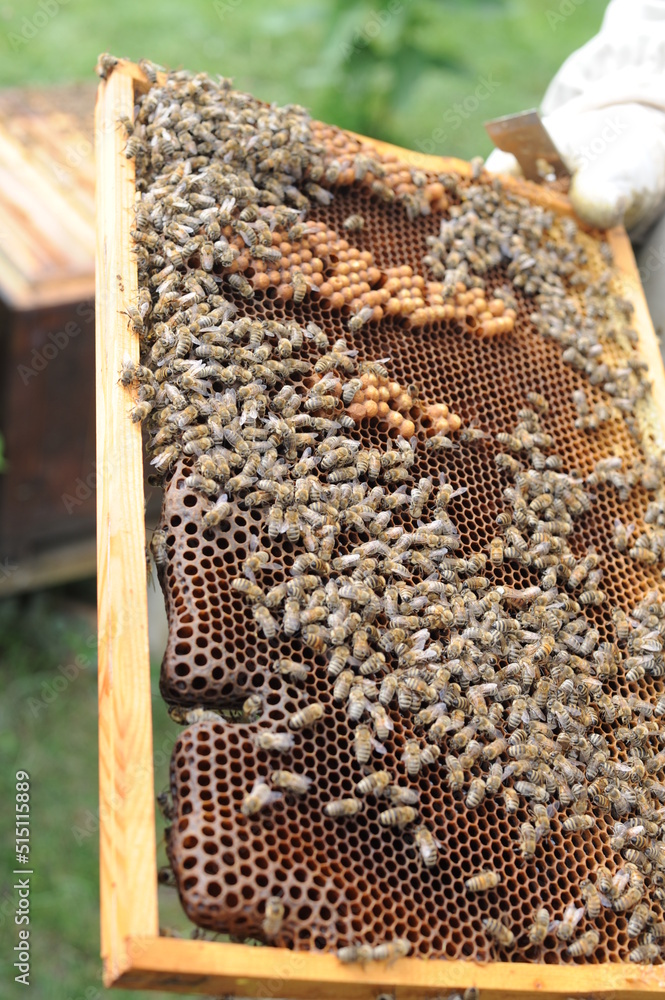 Working honey bees swarm on the beehive frame during hive inspection by a beekeeper or an apiarist at the apiary in summer Working honey bees swarm on the beehive frame during hive inspection by a beekeeper or an apiarist at the apiary in summer