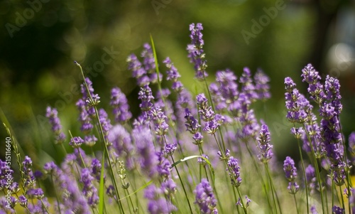 Floral lilac backgrounds. Nature. Meadow flowers. Lavender is blooming. Fragrances.