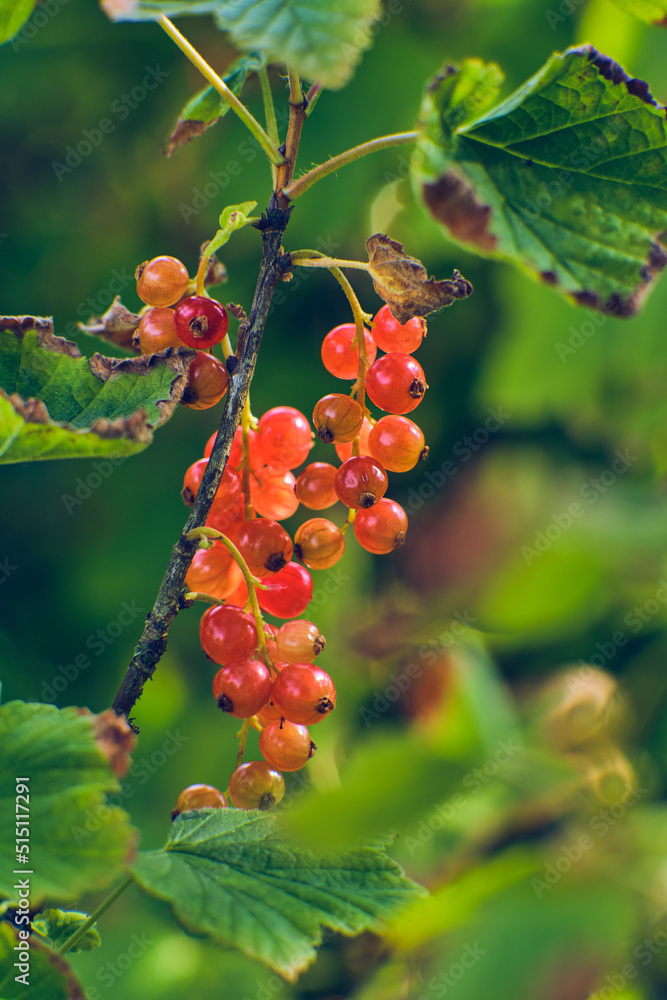 Fototapeta premium Red currants in sunshine growing in the garden. High quality photo