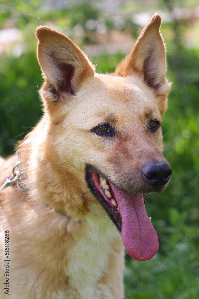 fawn shepherd dog full body photo on green grass background fawn shepherd dog full body photo on green grass background