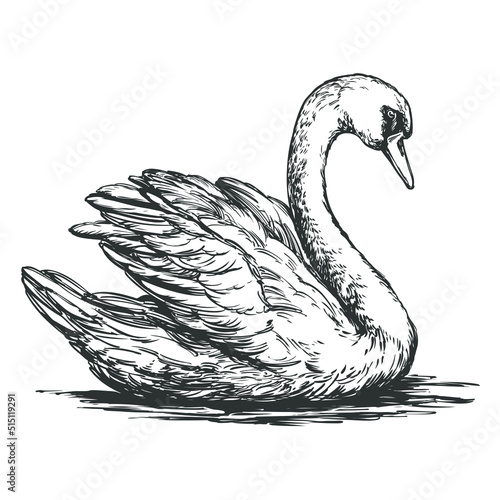 white Swan bird on the pond, hand drawn vector illustration realistic sketch.