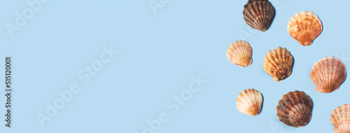 Composition with sea shell on blue minimal background. Summer frame concept, travel vacation pattern. Ocean shells isolated, marine set. Flat lay, top view, place for text, copy space banner