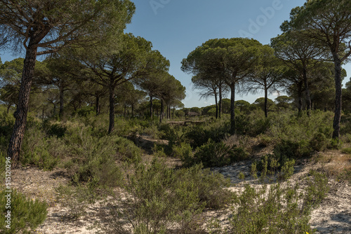 Landscape of Donana National Park in Andalusia  Spain