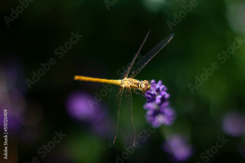 dragonfly on a flower © Филипп Бабенко