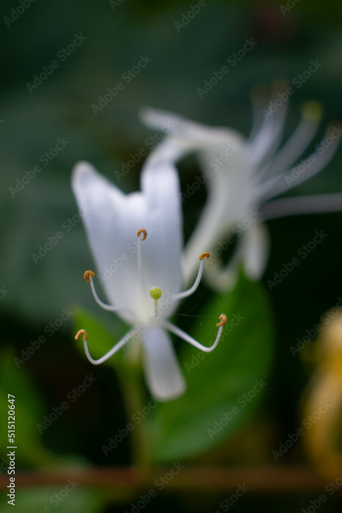 white flower white flower