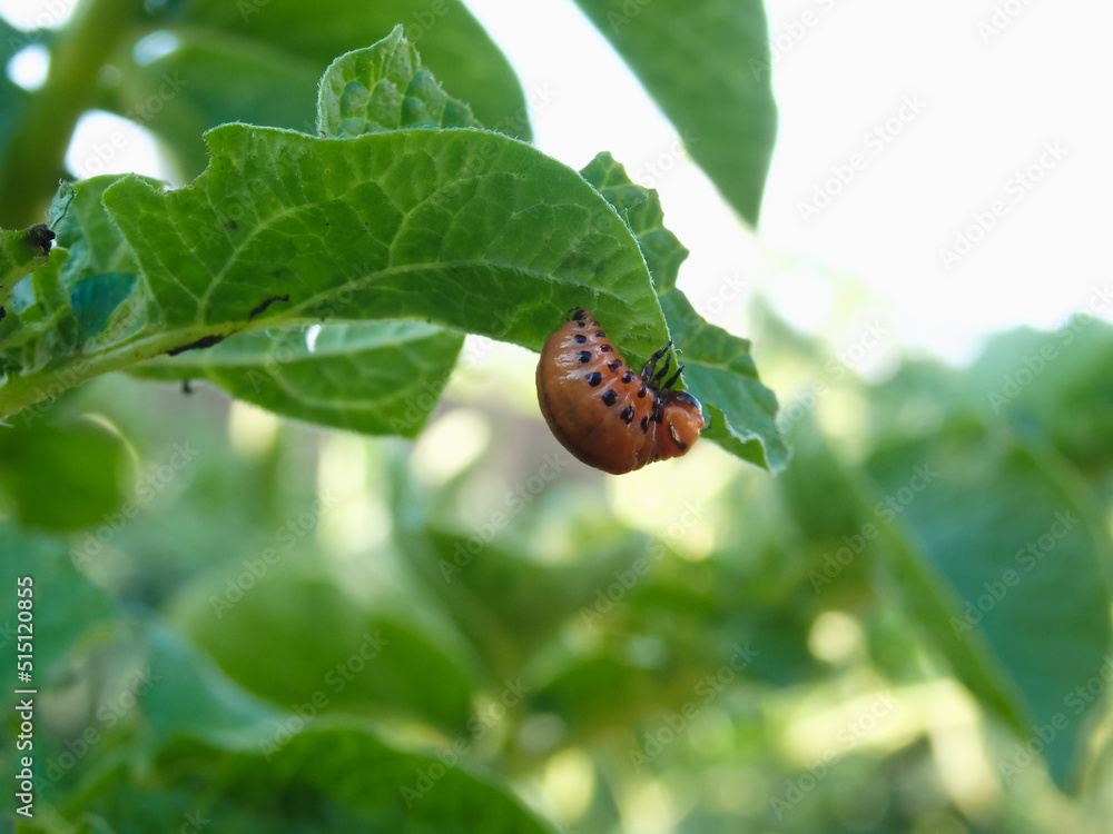 One larva of a Colorado potato beetle crawls on a pitted potato leaf. Close-up. illustration on the theme of protecting agricultural plants from bugs and pests. One larva of a Colorado potato beetle crawls on a pitted potato leaf. Close-up. illustration on the theme of protecting agricultural plants from bugs and pests.