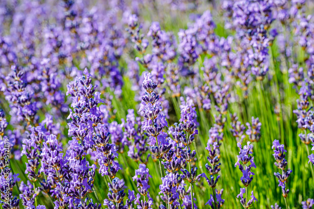 Fototapeta premium Many honeybee in lavender field. Summer landscape with blue lavender flowers.