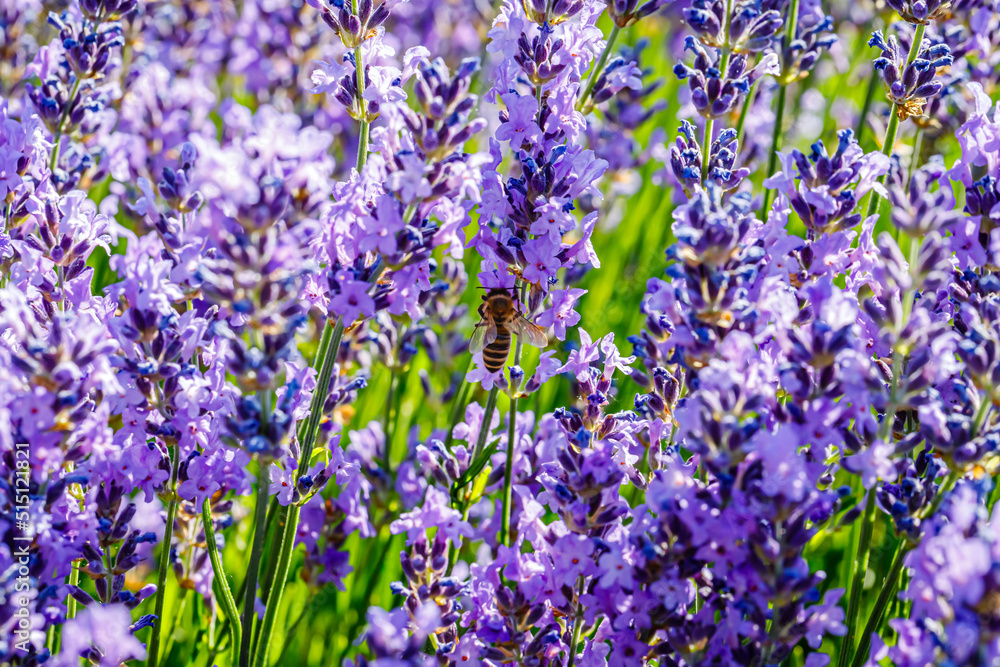 Many honeybee in lavender field. Summer landscape with blue lavender flowers. Many honeybee in lavender field. Summer landscape with blue lavender flowers.