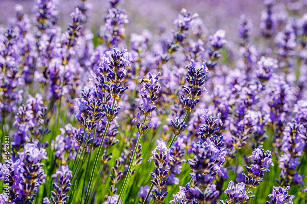 Fototapeta premium Many honeybee in lavender field. Summer landscape with blue lavender flowers.
