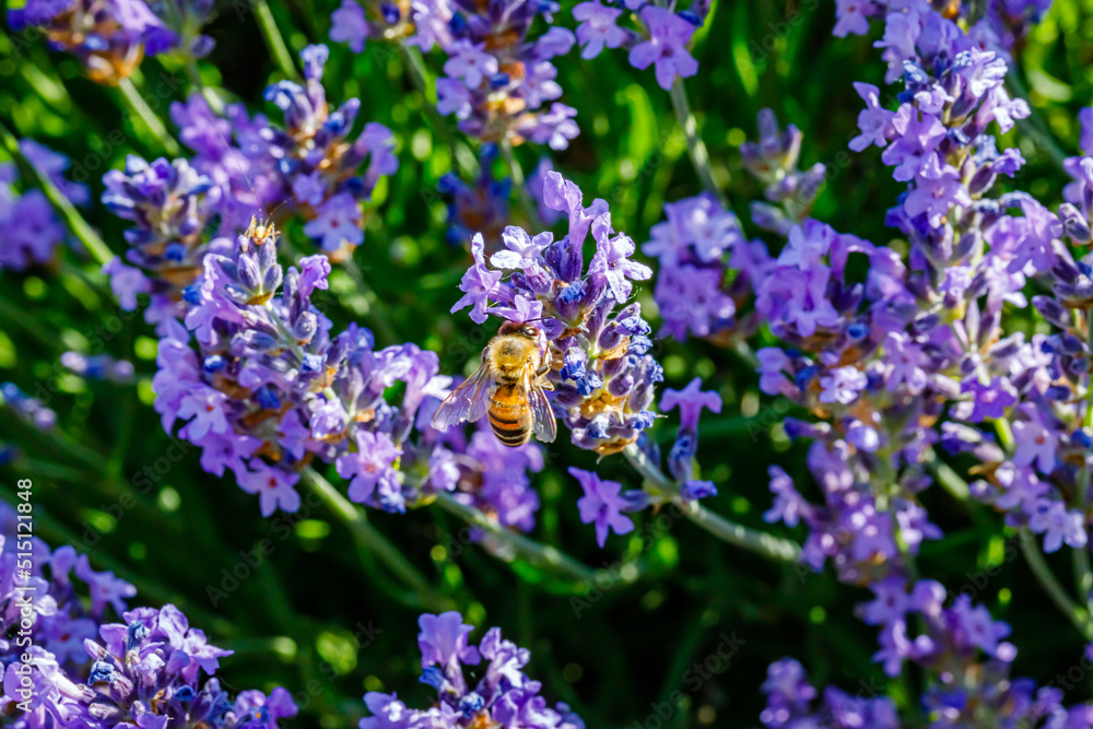 Many honeybee in lavender field. Summer landscape with blue lavender flowers. Many honeybee in lavender field. Summer landscape with blue lavender flowers.