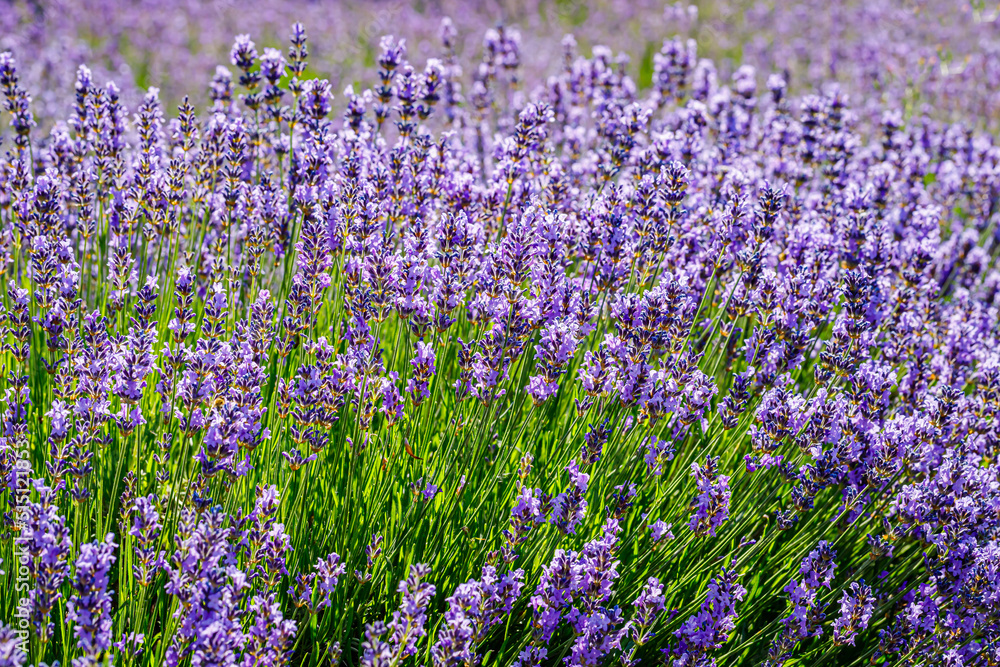 Obraz premium Many honeybee in lavender field. Summer landscape with blue lavender flowers.