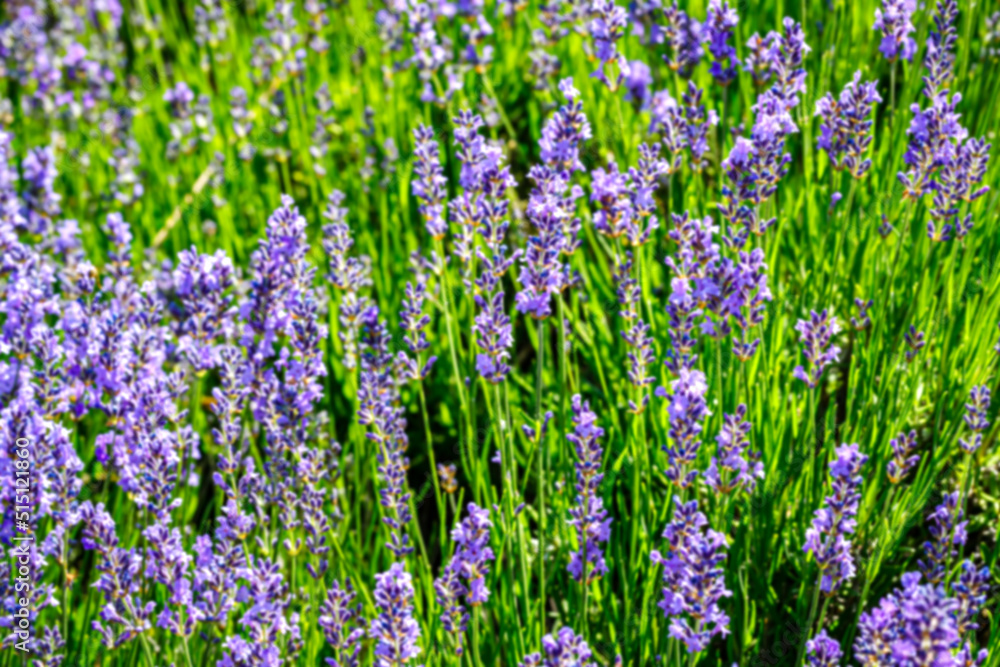 Many honeybee in lavender field. Summer landscape with blue lavender flowers. Many honeybee in lavender field. Summer landscape with blue lavender flowers.