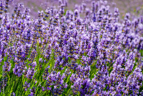 Many honeybee in lavender field. Summer landscape with blue lavender flowers. © Exclusive 