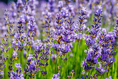 Many honeybee in lavender field. Summer landscape with blue lavender flowers.