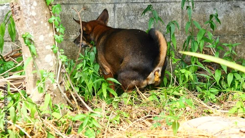 Dark brown dog pooping on dirt land with gray wall in background, Character and gesture while pet poop or defecate, Feces is pushed out of the body photo