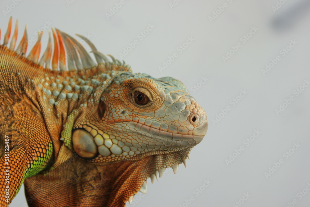 Fototapeta premium close up of a iguana
