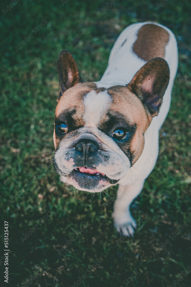 Fototapeta premium Dogs Friends