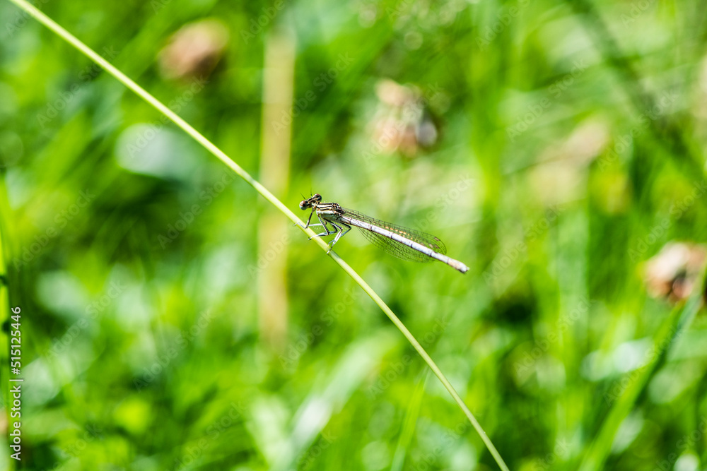 beautiful bright river dragonfly sits on a green plant stem beautiful bright river dragonfly sits on a green plant stem