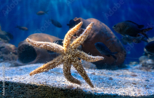 Starfish attached to the glass of the aquarium and behind it a beautiful aquatic background with fish and decorations made of old broken pots.