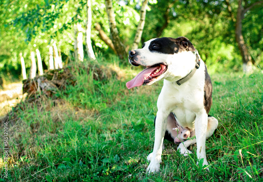 A dog of the American Staffordshire terrier breed. A happy dog ​​sits on a background of blurred green grass and trees. The summer photo was taken outside the city