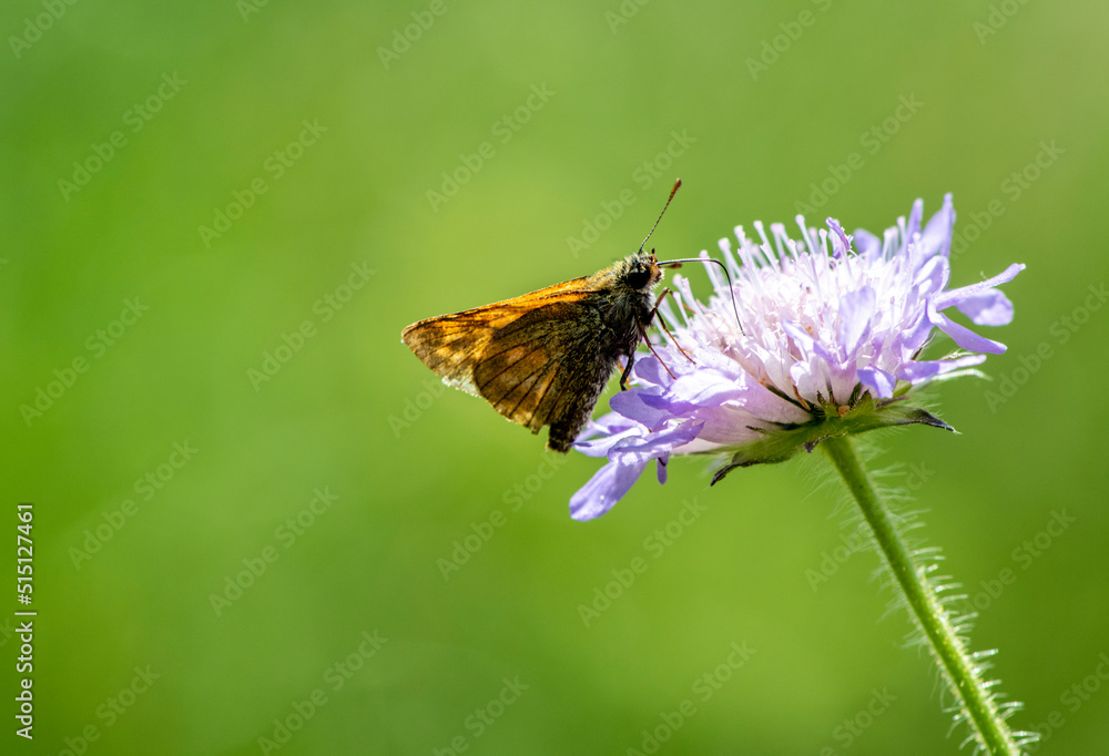 summer forest insects collect nectar on flowers in the morning summer forest insects collect nectar on flowers in the morning