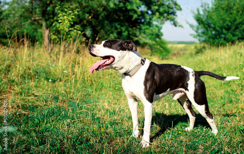 A dog of the American Staffordshire terrier breed. A joyful dog stands on a background of blurred green grass. The summer photo was taken outside the city