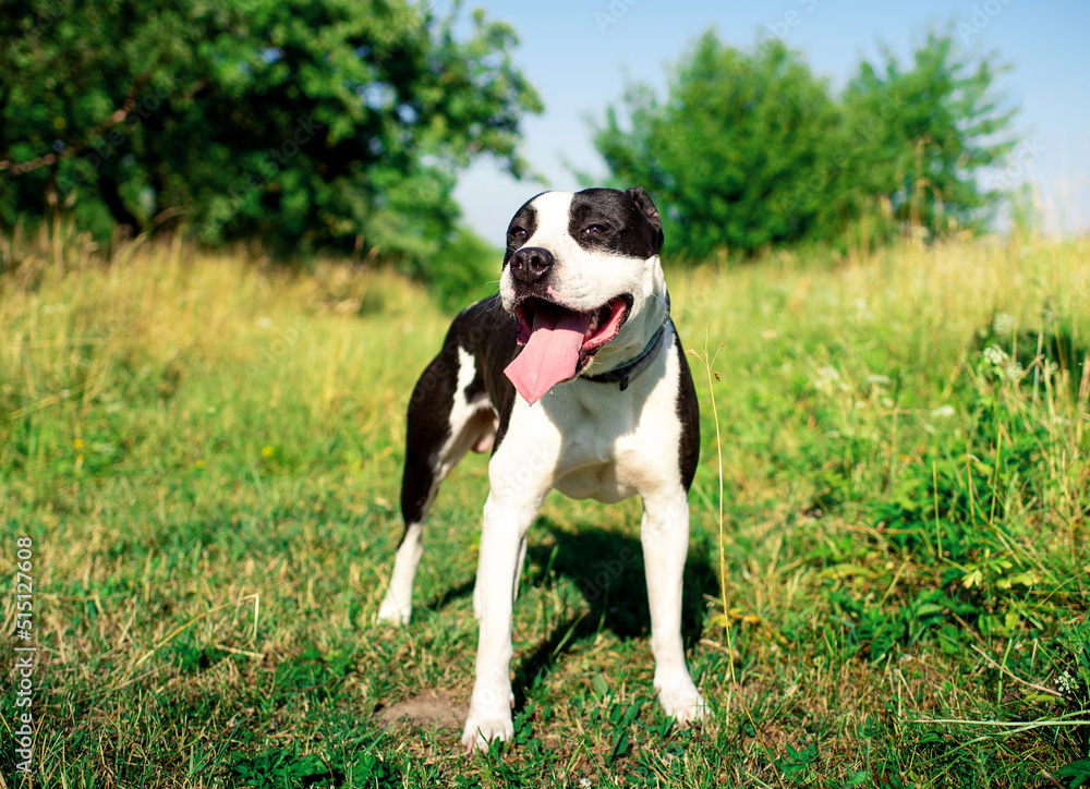 A dog of the American Staffordshire terrier breed. A joyful dog stands on a background of blurred green grass. The summer photo was taken outside the city A dog of the American Staffordshire terrier breed. A joyful dog stands on a background of blurred green grass. The summer photo was taken outside the city