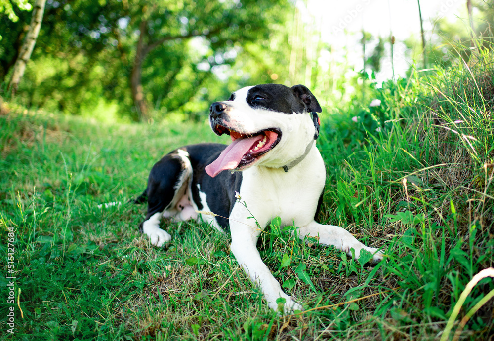 A dog of the American Staffordshire terrier breed. A joyful dog lies on a background of blurred green grass and trees. The summer photo was taken outside the city