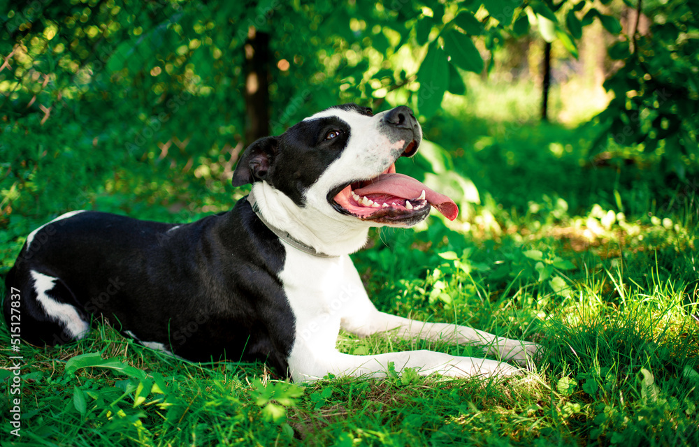 A dog of the American Staffordshire terrier breed. A joyful dog lies on a background of blurred green grass and trees. The summer photo was taken outside the city
