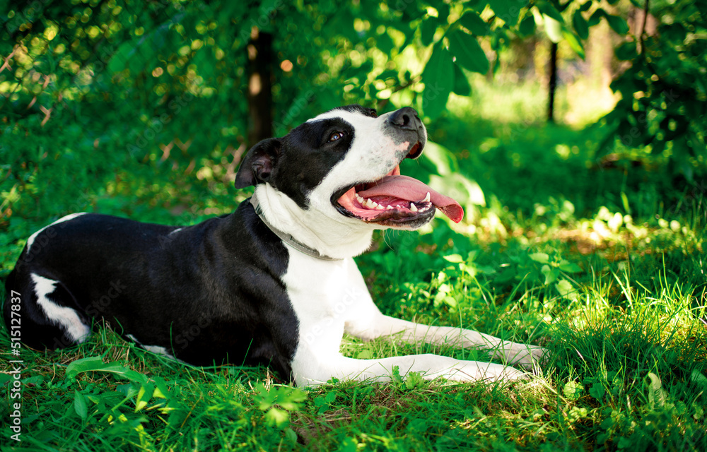 A dog of the American Staffordshire terrier breed. A joyful dog lies on a background of blurred green grass and trees. The summer photo was taken outside the city A dog of the American Staffordshire terrier breed. A joyful dog lies on a background of blurred green grass and trees. The summer photo was taken outside the city