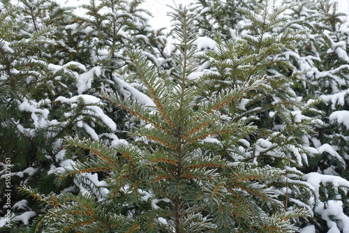 Cones on branch of common yew covered with hoar frost and snow in mid January