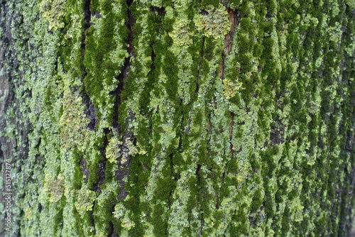 Tree bark covered with moss and multicolored lichen