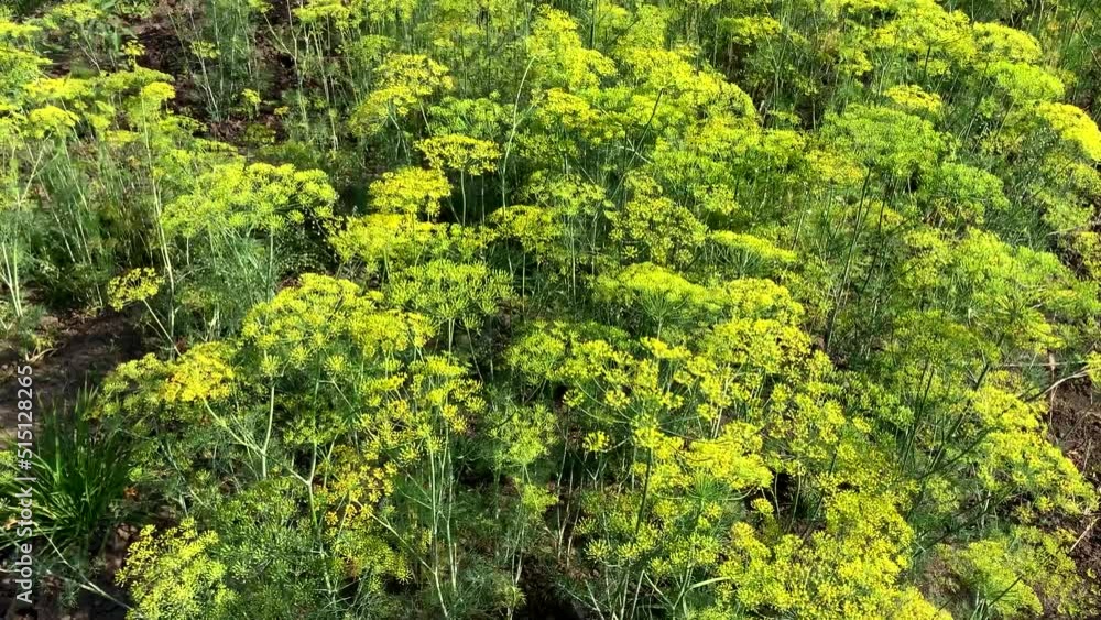 Dill in the beds.Flowering fennel in the garden.Blooming yellow bushy dill seeds in the field. Agricultural landscape Dill in the beds.Flowering fennel in the garden.Blooming yellow bushy dill seeds in the field. Agricultural landscape