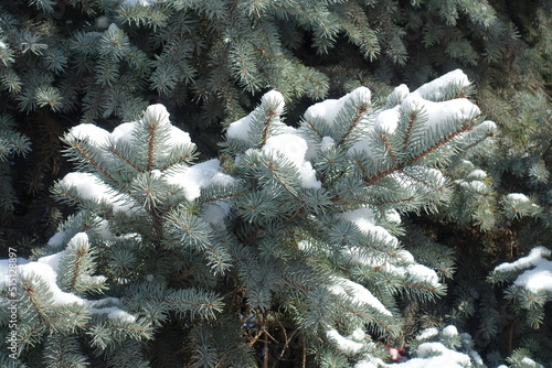 Lush foliage of Picea pungens covered with snow in mid February