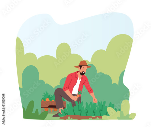 Man Farmer Working on Ranch Garden Bed Harvesting Carrot and Greenery in Wooden Box. Gardener Collecting Vegetables