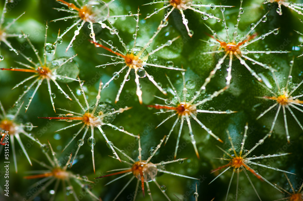 Macro image of cactus prickles with droplets. Macro image of cactus prickles with droplets.