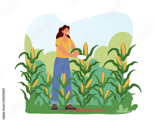 Woman Farmer in Gloves Harvesting Corn on Field. Gardener Female Character Working, Collecting Ripe Vegetables Crop