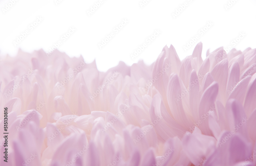 image of macro flower background